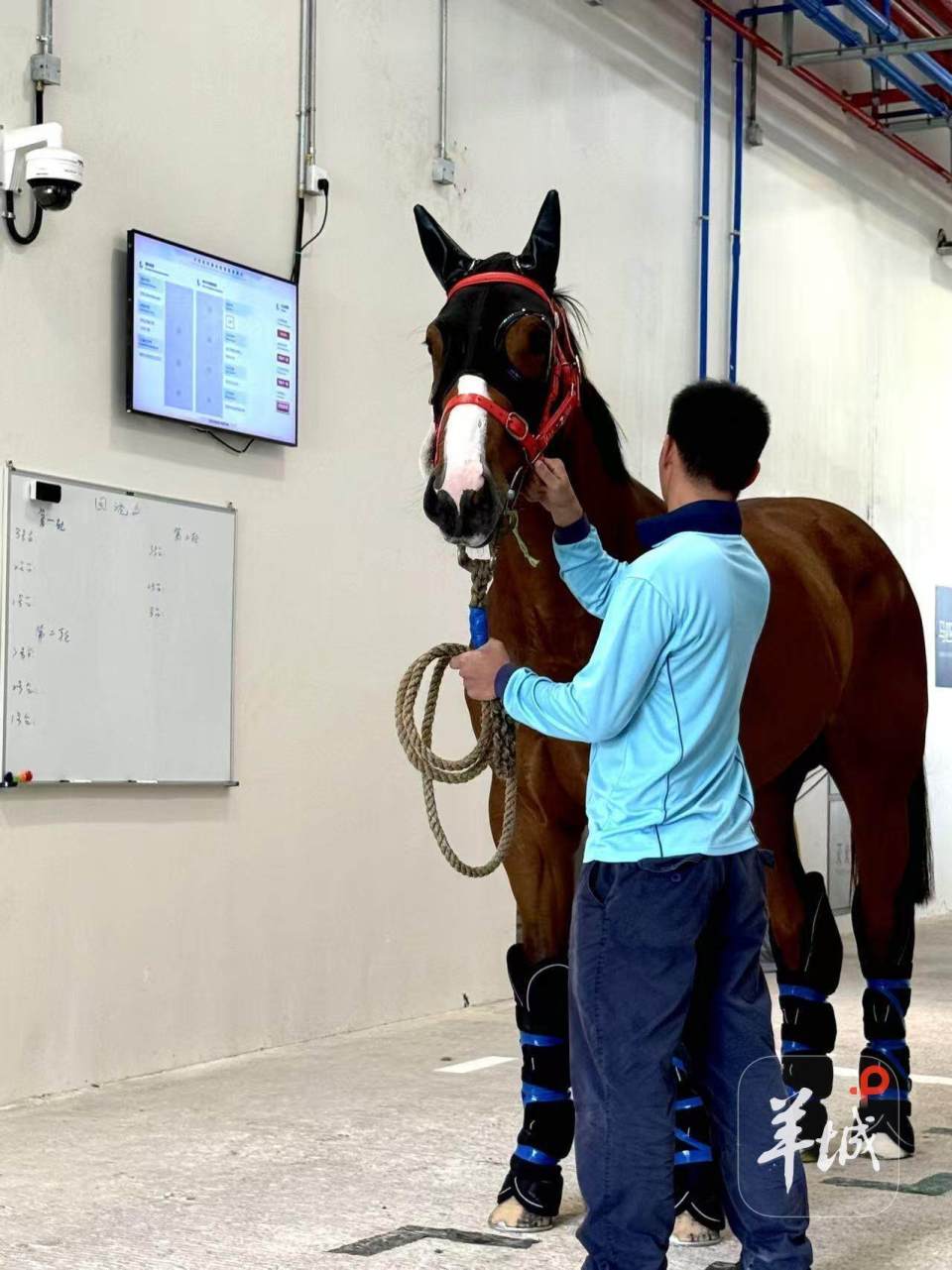 境运马, src, 广州国际赛